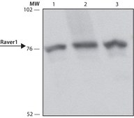 Anti-Raver1 (N-terminal) antibody produced in rabbit ~1.0 mg/mL, affinity isolated antibody