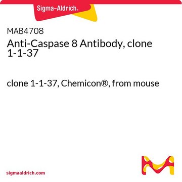 Anti-Caspase 8 Antibody, clone 1-1-37 clone 1-1-37, Chemicon&#174;, from mouse