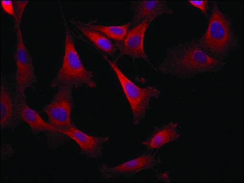 Anti-DOCK1 (C-terminal region) antibody produced in rabbit ~1.5&#160;mg/mL, affinity isolated antibody, buffered aqueous solution