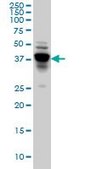 Monoclonal Anti-NDRG4 antibody produced in mouse clone 2G3, purified immunoglobulin, buffered aqueous solution