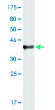 Monoclonal Anti-SPRY1, (N-terminal) antibody produced in mouse clone 2F1, purified immunoglobulin, buffered aqueous solution