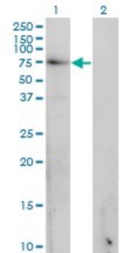 Monoclonal Anti-GAD1 antibody produced in mouse clone 5E11, purified immunoglobulin, buffered aqueous solution