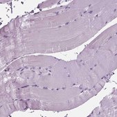 Anti-BHLHE22 antibody produced in rabbit Prestige Antibodies® Powered by Atlas Antibodies, affinity isolated antibody, buffered aqueous glycerol solution