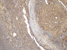 Anti-ARL2 antibody produced in goat affinity isolated antibody, buffered aqueous solution