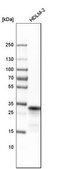 Anti-HLA-DRB1 antibody produced in rabbit Prestige Antibodies® Powered by Atlas Antibodies, affinity isolated antibody, buffered aqueous glycerol solution
