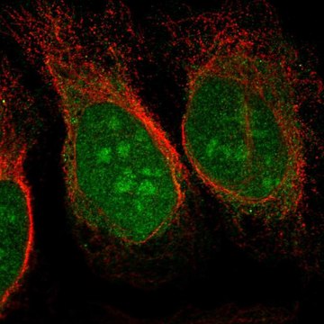 Anti-CHD3 antibody produced in rabbit Prestige Antibodies&#174; Powered by Atlas Antibodies, affinity isolated antibody