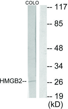 Anti-HMGB2 antibody produced in rabbit affinity isolated antibody