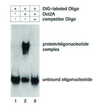 DIG Gel Shift Kit, 2nd generation storage temp.:-20°C (-15°C to -25°C)