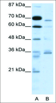 Anti-PCSK6 antibody produced in rabbit IgG fraction of antiserum