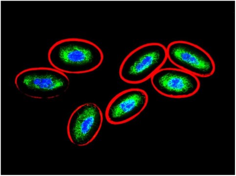 Monoclonal Anti-Vimentin antibody produced in mouse clone VI-10