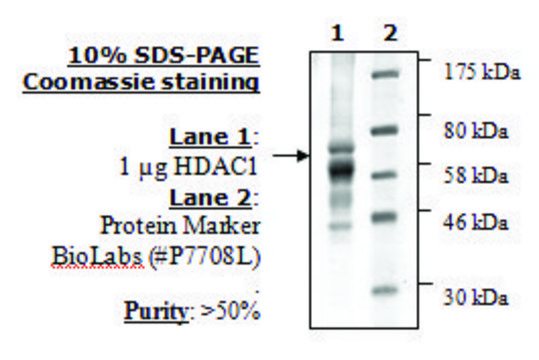 HDAC-1 human recombinant, expressed in baculovirus infected insect cells, &#8805;50% (SDS-PAGE)