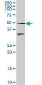 Monoclonal Anti-SCARA3 antibody produced in mouse clone 3A2, purified immunoglobulin, buffered aqueous solution
