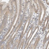 Anti-OFD1 antibody produced in rabbit Prestige Antibodies® Powered by Atlas Antibodies, affinity isolated antibody, buffered aqueous glycerol solution