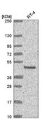 Anti-EYA2 antibody produced in rabbit Prestige Antibodies® Powered by Atlas Antibodies, affinity isolated antibody