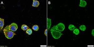 Anti-CD11a Antibody, clone 2J15 ZooMAb® Rabbit Monoclonal recombinant, expressed in HEK 293 cells