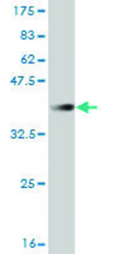 Monoclonal Anti-FBXL3 antibody produced in mouse clone 3C4, purified immunoglobulin, buffered aqueous solution