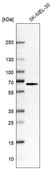 Anti-SLC43A1 antibody produced in rabbit Prestige Antibodies® Powered by Atlas Antibodies, affinity isolated antibody, buffered aqueous glycerol solution