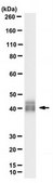 Anti-MBP (Citrulline R130) Antibody, clone 3C6 clone 3C6, from mouse