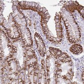 Anti-VGLL3 antibody produced in rabbit Prestige Antibodies® Powered by Atlas Antibodies, affinity isolated antibody, buffered aqueous glycerol solution