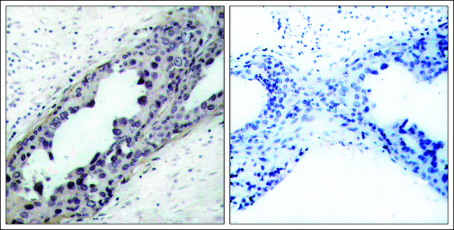 Anti-phospho-PTEN (pSer380/pThr382/pThr383) antibody produced in rabbit affinity isolated antibody