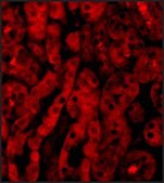 Anti-TIRP (ab2) antibody produced in rabbit affinity isolated antibody, buffered aqueous solution