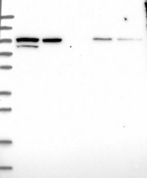 Anti-PDCD6IP antibody produced in rabbit Prestige Antibodies&#174; Powered by Atlas Antibodies, affinity isolated antibody, buffered aqueous glycerol solution