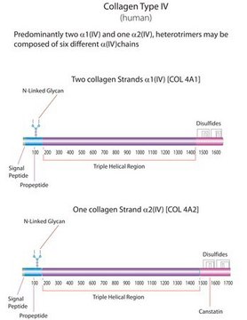 Human Collagen Type IV