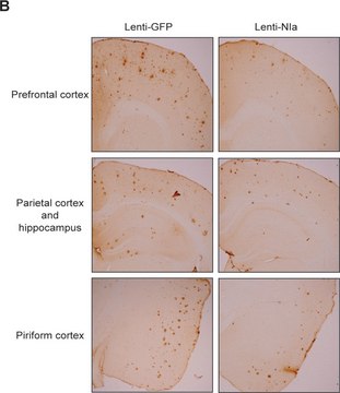 Anti-&#946;-Amyloid antibody, Mouse monoclonal clone BAM-10, ascites fluid