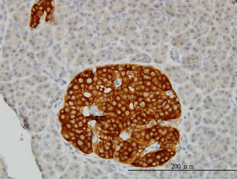 Monoclonal Anti-RAB3B antibody produced in mouse clone 3F12, purified immunoglobulin, buffered aqueous solution