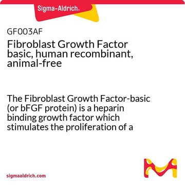 Fibroblast Growth Factor basic, human recombinant, animal-free The Fibroblast Growth Factor-basic (or bFGF protein) is a heparin binding growth factor which stimulates the proliferation of a wide variety of cells including mesenchymal, neuroectodermal &amp; endothelial cells.