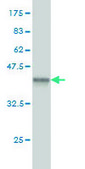 Monoclonal Anti-DAZ1 antibody produced in mouse clone 3G10, purified immunoglobulin, buffered aqueous solution