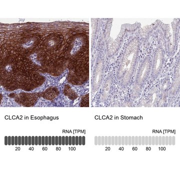 Anti-CLCA2 antibody produced in rabbit Prestige Antibodies&#174; Powered by Atlas Antibodies, affinity isolated antibody, buffered aqueous glycerol solution