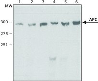 Anti-APC (C-terminal) antibody produced in rabbit ~1.0 mg/mL, affinity isolated antibody