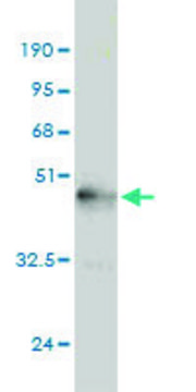 Monoclonal Anti-NGB antibody produced in mouse clone 1A11-A9, purified immunoglobulin, buffered aqueous solution