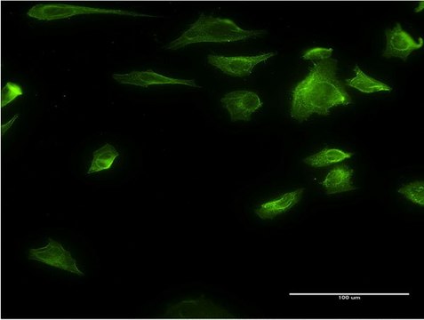 Monoclonal Anti-HDAC6 antibody produced in mouse clone 3A6, purified immunoglobulin, buffered aqueous solution