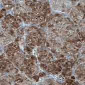 Monoclonal Anti-ASRGL1 antibody produced in mouse Prestige Antibodies® Powered by Atlas Antibodies, clone CL1679, purified immunoglobulin, buffered aqueous glycerol solution