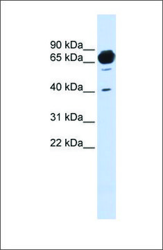 Anti-MAN1A2 antibody produced in rabbit affinity isolated antibody