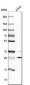 Anti-POP4 antibody produced in rabbit Prestige Antibodies® Powered by Atlas Antibodies, affinity isolated antibody, buffered aqueous glycerol solution