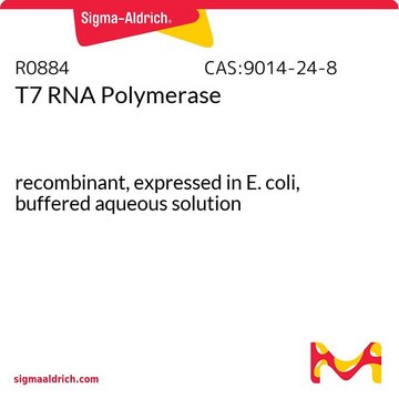 T7 RNA Polymerase recombinant, expressed in E. coli, buffered aqueous solution