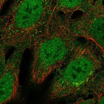 Anti-BCL6 antibody produced in rabbit Prestige Antibodies&#174; Powered by Atlas Antibodies, affinity isolated antibody