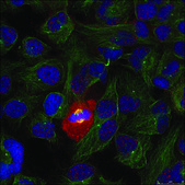Anti-phospho-RELA (p65/pThr254) antibody produced in rabbit affinity isolated antibody