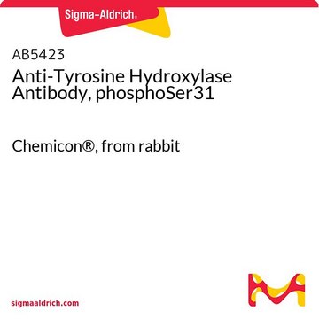 Anti-Tyrosine Hydroxylase Antibody, phosphoSer31 Chemicon&#174;, from rabbit