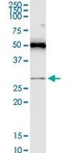 Monoclonal Anti-RASSF3 antibody produced in mouse clone 3A5, purified immunoglobulin, buffered aqueous solution