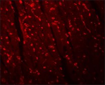 Anti-APC10 antibody produced in rabbit affinity isolated antibody, buffered aqueous solution