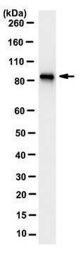 Anti-DYRK1A Antibody, clone 11D9.1 clone 11D9.1, from mouse