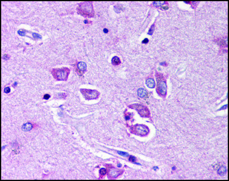 Anti-PTPN11 (AB2) antibody produced in rabbit affinity isolated antibody, buffered aqueous solution