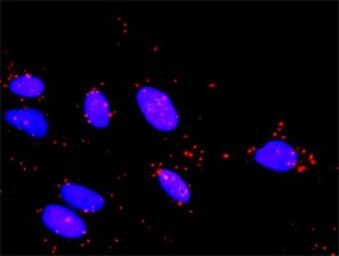 Monoclonal Anti-TAOK2 antibody produced in mouse clone 2F4, purified immunoglobulin, buffered aqueous solution