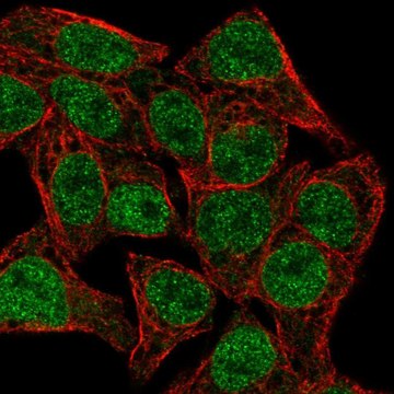 Anti-TCF7 antibody produced in rabbit Prestige Antibodies&#174; Powered by Atlas Antibodies, affinity isolated antibody