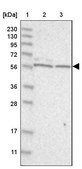 Anti-THEMIS2 antibody produced in rabbit Prestige Antibodies® Powered by Atlas Antibodies, affinity isolated antibody, buffered aqueous glycerol solution, ab1
