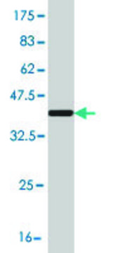 Monoclonal Anti-KCNQ5 antibody produced in mouse clone 2E2, purified immunoglobulin, buffered aqueous solution